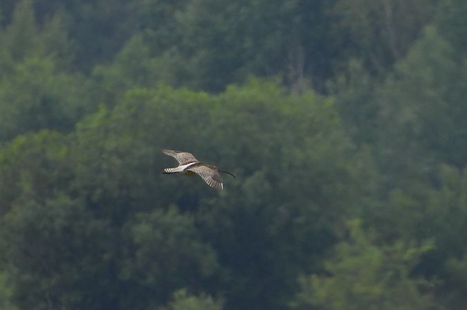 Grosser Brachvogel  - Łukasz Krawczyk