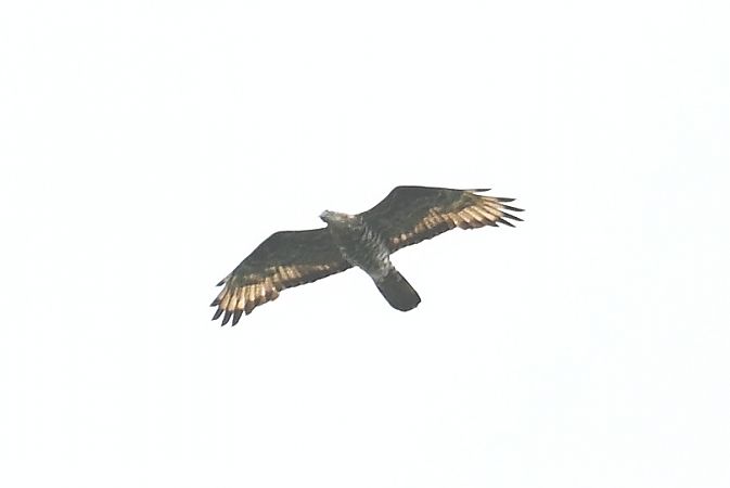 Wespenbussard  - Tomasz Kosut