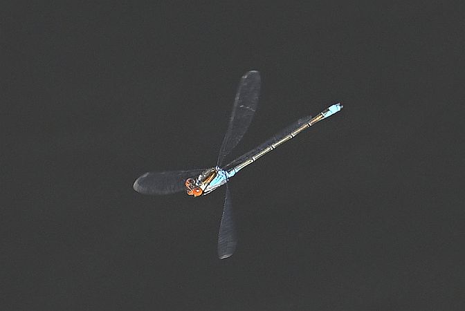 oczobarwnica mniejsza  - Tomasz Kosut