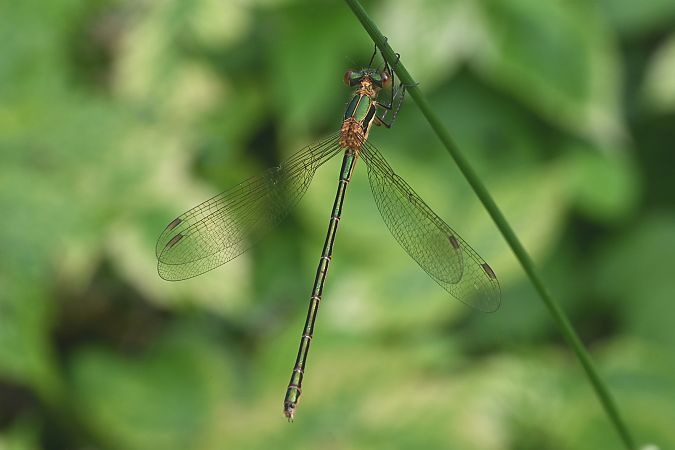 pałątka pospolita  - Tomasz Kosut