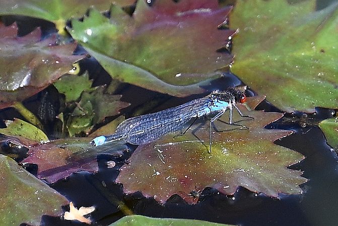 oczobarwnica większa  - Tomasz Kosut