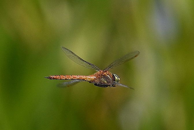 żagiew ruda  - Tomasz Kosut
