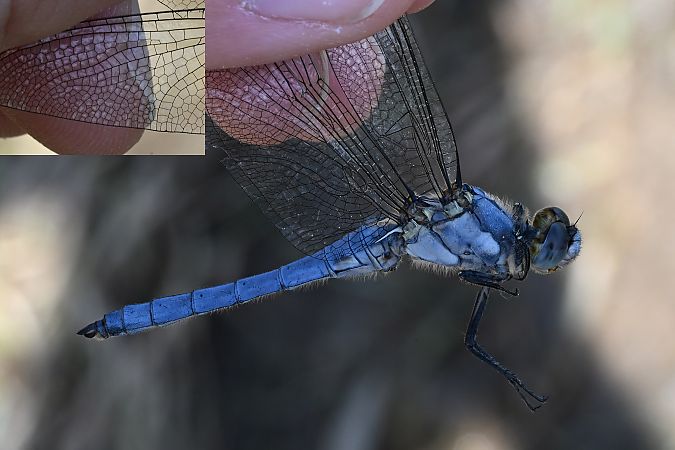 lecicha południowa  - Tomasz Kosut