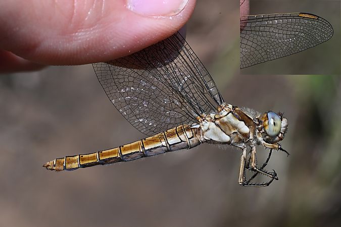 Südlicher Blaupfeil  - Tomasz Kosut