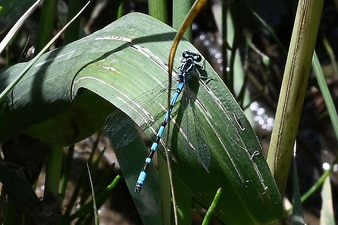 Vogel-Azurjungfer  - Tomasz Kosut