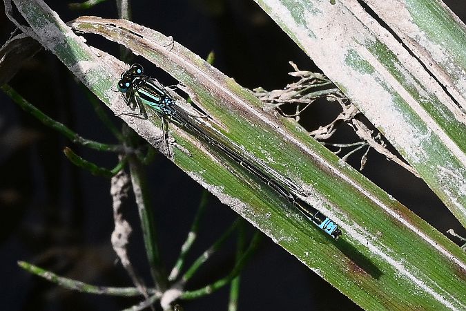 tężnica mała  - Tomasz Kosut