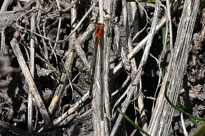 Ischnure naine  - Tomasz Kosut