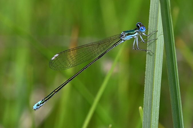 iglica mała  - Tomasz Kosut