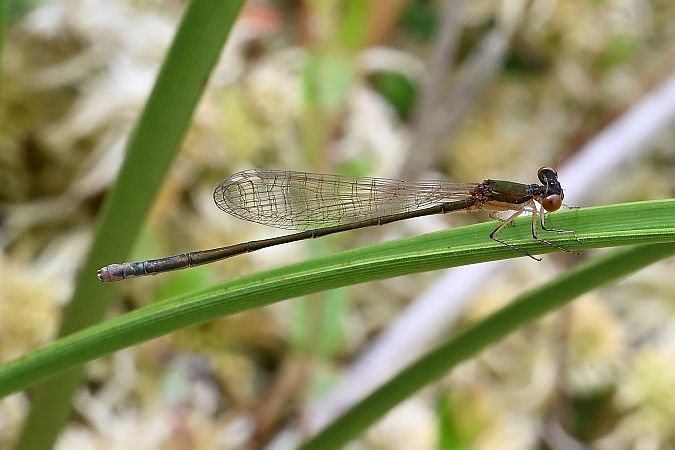 Néhalennie précieuse  - Tomasz Kosut