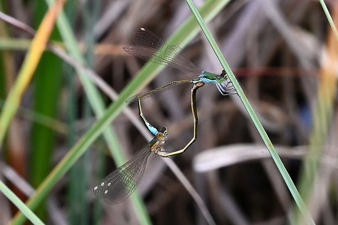 Néhalennie précieuse  - Tomasz Kosut