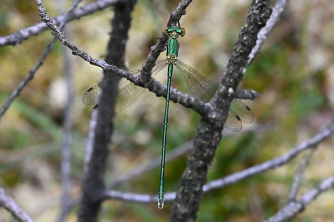 pałątka mała  - Tomasz Kosut