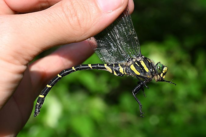 szklarnik leśny  - Tomasz Kosut