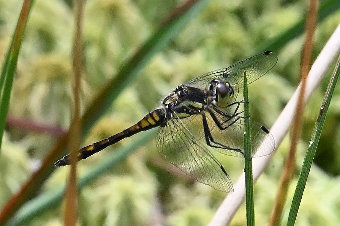 szablak czarny  - Tomasz Kosut