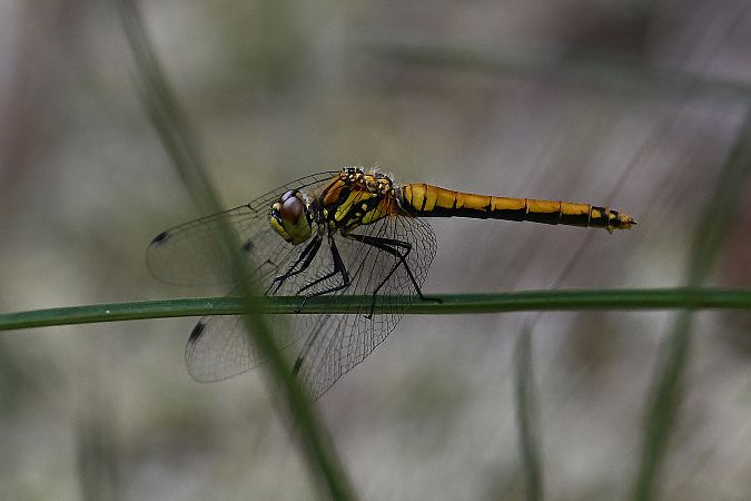 Sympétrum noir  - Tomasz Kosut