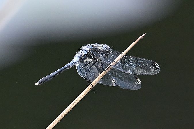 zalotka białoczelna  - Tomasz Kosut