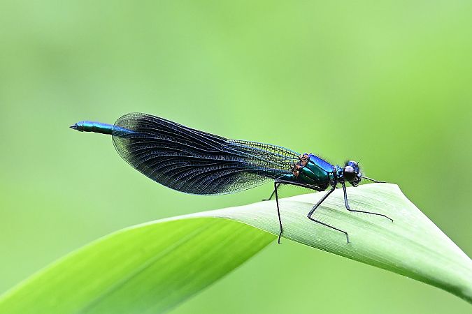 świtezianka błyszcząca  - Tomasz Kosut