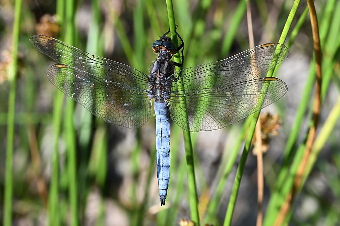 lecicha mała  - Tomasz Kosut