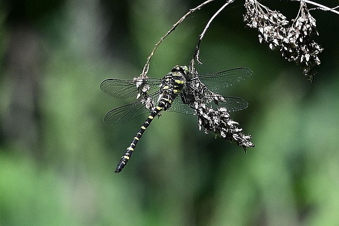 szklarnik leśny  - Tomasz Kosut