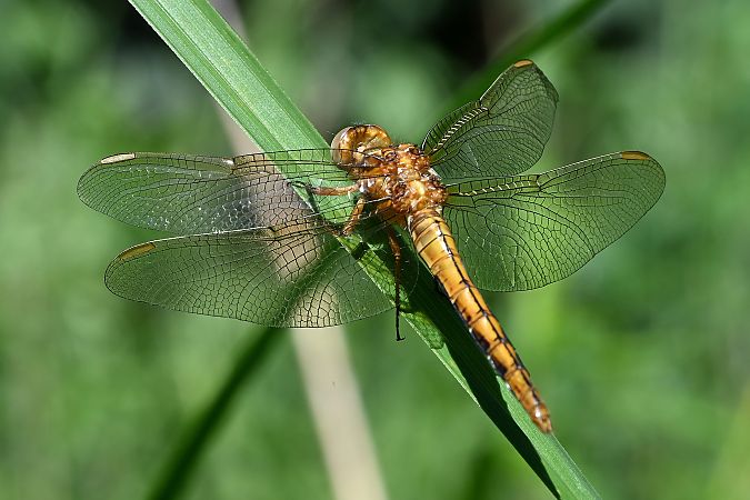 lecicha mała  - Tomasz Kosut