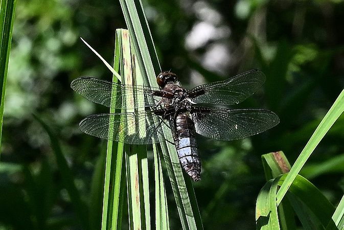 ważka płaskobrzucha  - Tomasz Kosut