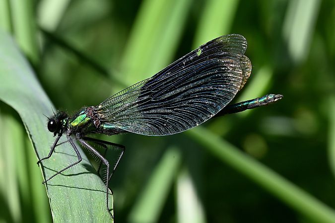 świtezianka błyszcząca  - Tomasz Kosut