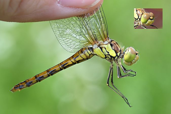 szablak późny  - Tomasz Kosut