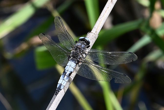 ważka ruda  - Tomasz Kosut
