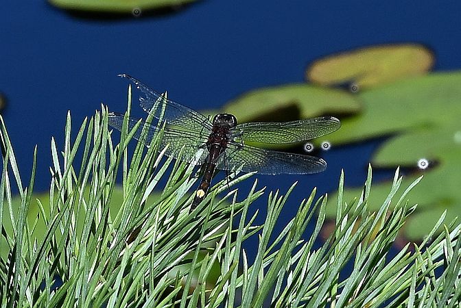 Yellow-spotted Whiteface  - Tomasz Kosut