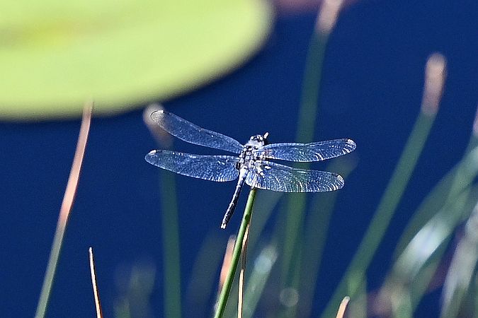 zalotka białoczelna  - Tomasz Kosut