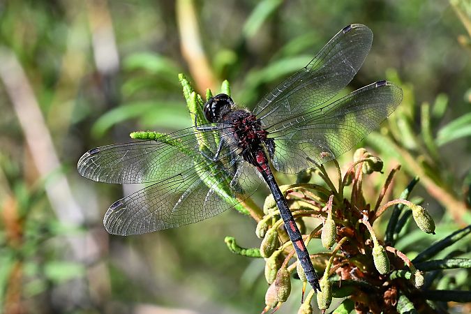zalotka torfowcowa  - Tomasz Kosut