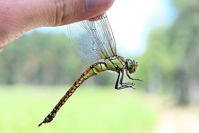 żagnica południowa  - Tomasz Kosut