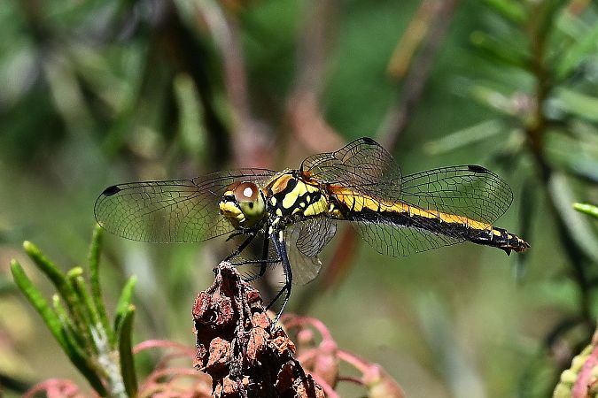 Schwarze Heidelibelle  - Tomasz Kosut