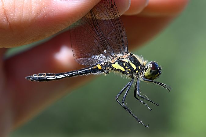 Sympétrum noir  - Tomasz Kosut