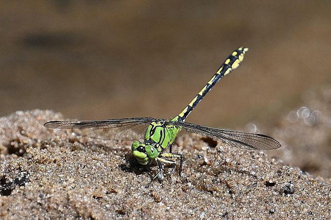 trzepla zielona  - Tomasz Kosut