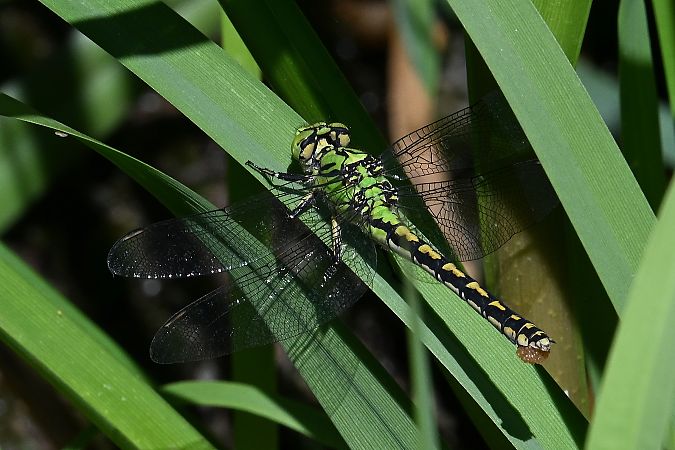 Grüne Flußjungfer  - Tomasz Kosut