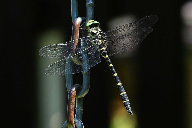 Gestreifte Quelljungfer  - Tomasz Kosut