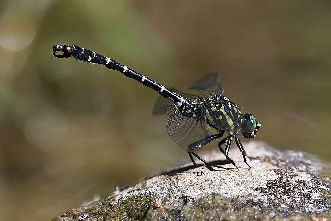 smaglec ogonokleszcz  - Tomasz Kosut