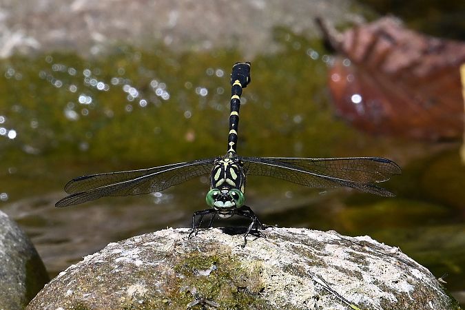 Onychogomphe à pinces  - Tomasz Kosut