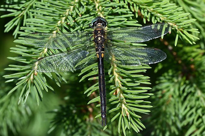 miedziopierś północna  - Tomasz Kosut