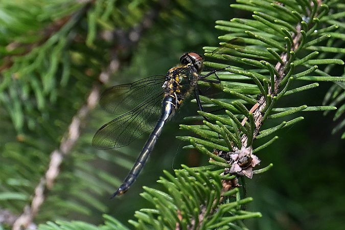 Chlorocordulie arctique  - Tomasz Kosut