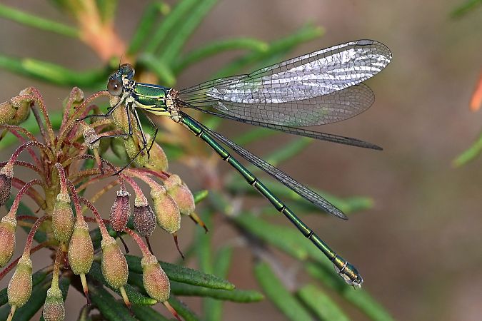 pałątka zielona  - Tomasz Kosut