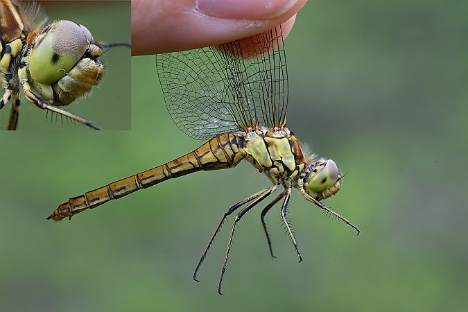 Gemeine Heidelibelle  - Tomasz Kosut