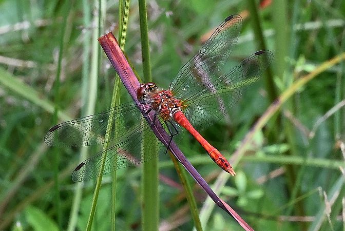 szablak krwisty  - Tomasz Kosut