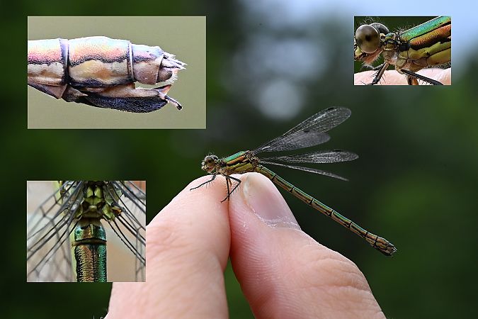 Robust Spreadwing  - Tomasz Kosut