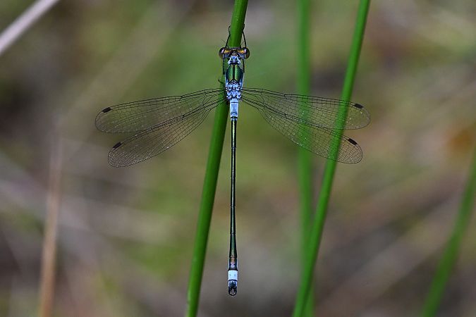 pałątka pospolita  - Tomasz Kosut
