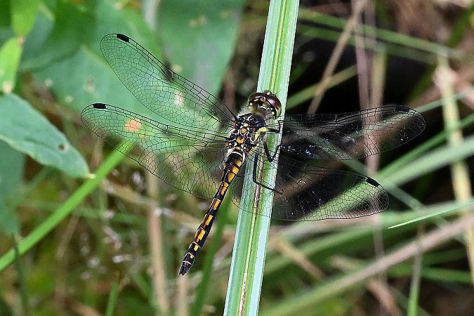 szablak czarny  - Tomasz Kosut