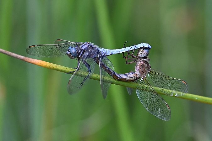 lecicha mała  - Tomasz Kosut