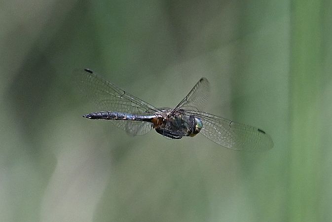 Yellow-spotted Emerald  - Tomasz Kosut