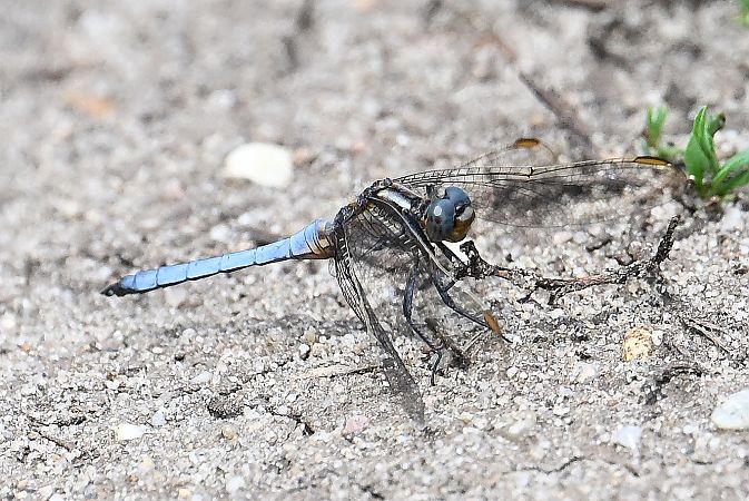 lecicha mała  - Tomasz Kosut