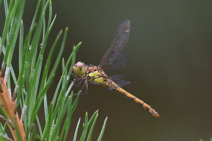 szablak późny  - Tomasz Kosut